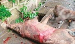 武汉野猪爆料事件视频曝光,揭秘事件背后真相